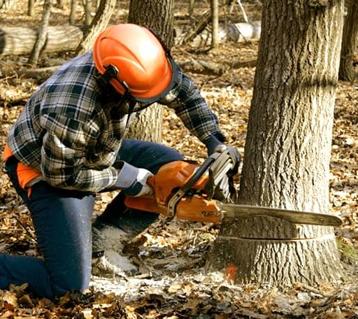 Tree Removal in Kensington, MN